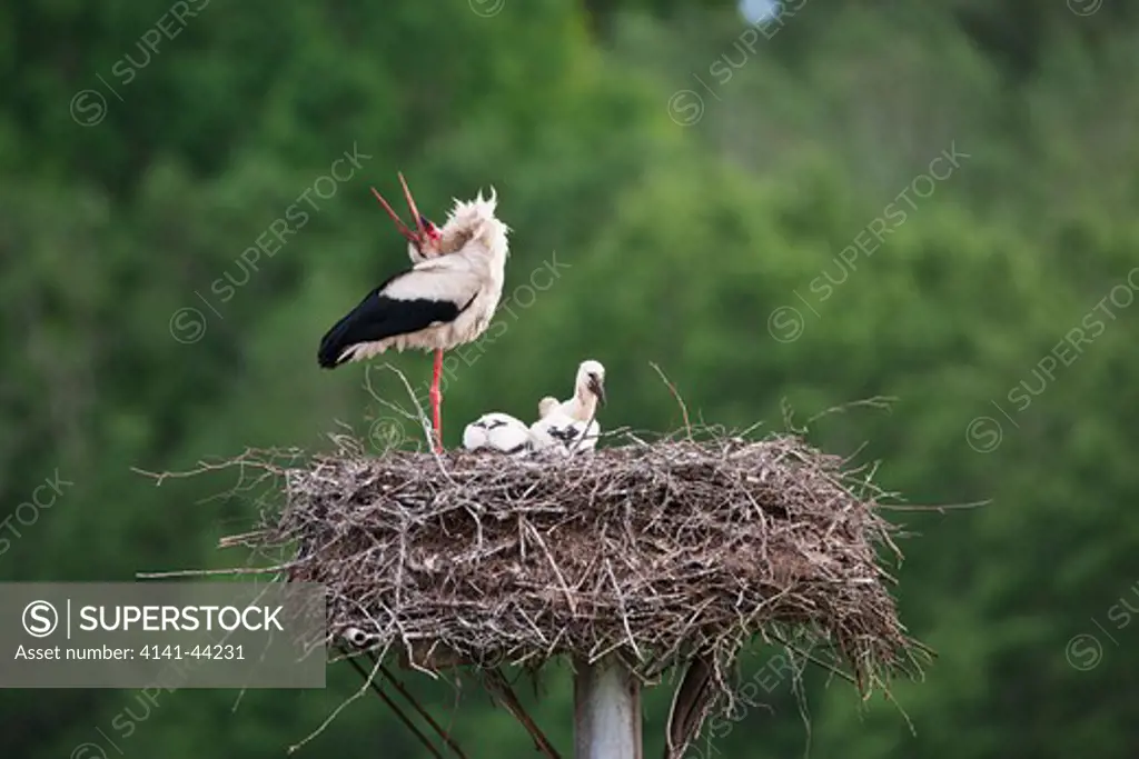 white stork (ciconia ciconia) grooming, tooma, estonia, june 2009 