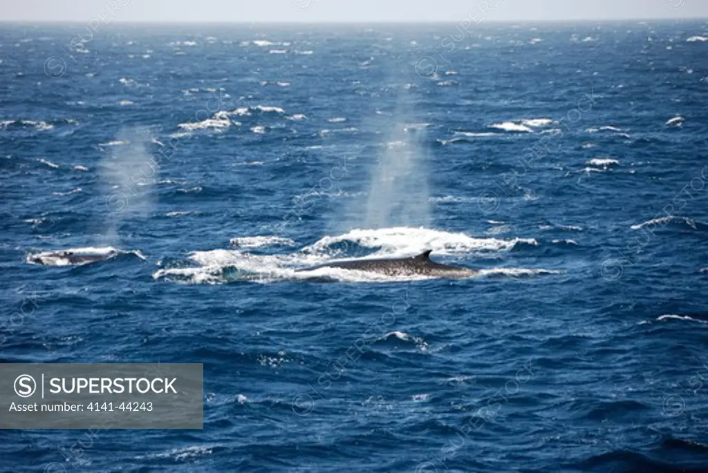 antarctic fin whale (balaenoptera physalus). scotia sea, antarctica. date: 18.07.08 ref: zb862_116861_0002 compulsory credit: woodfall wild images/photoshot 