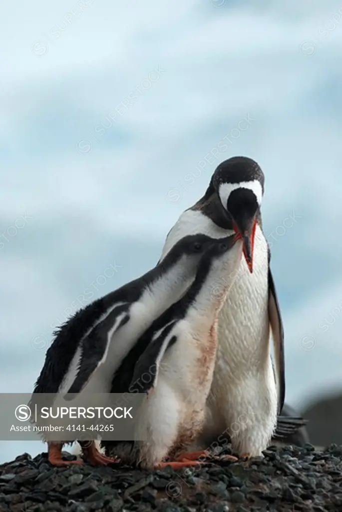 gentoo pengiun (pygoscelis papua) on nest with chicks. mikklesen harbour, trinity island. antarctica. date: 18.07.08 ref: zb862_116861_0024 compulsory credit: woodfall wild images/photoshot 