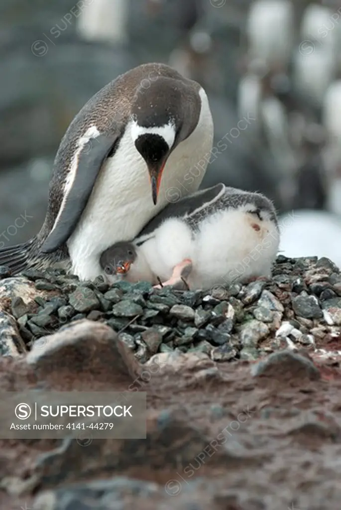 gentoo pengiun (pygoscelis papua) on nest with chicks. mikklesen harbour, trinity island. antarctica. date: 18.07.08 ref: zb862_116861_0038 compulsory credit: woodfall wild images/photoshot 