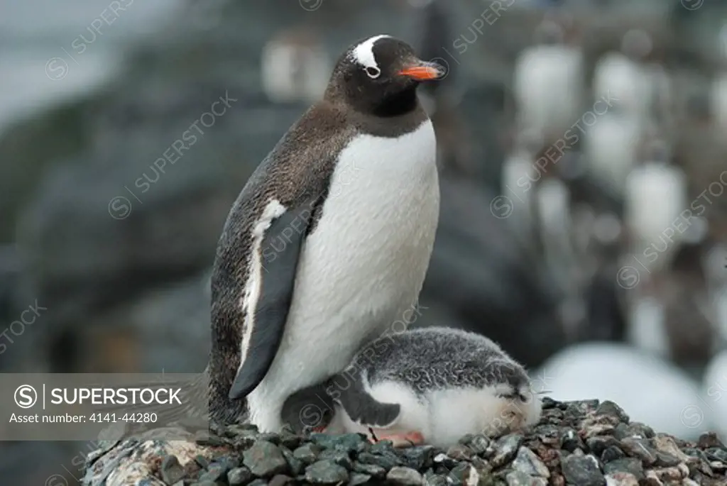 gentoo pengiun (pygoscelis papua) on nest with chicks. mikklesen harbour, trinity island. antarctica. date: 18.07.08 ref: zb862_116861_0039 compulsory credit: woodfall wild images/photoshot 