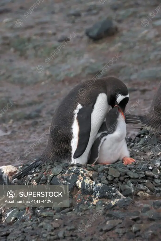 gentoo pengiun feeding chick (pygoscelis papua). mikklesen harbour, trinity island. antarctica. date: 18.07.08 ref: zb862_116861_0054 compulsory credit: woodfall wild images/photoshot 