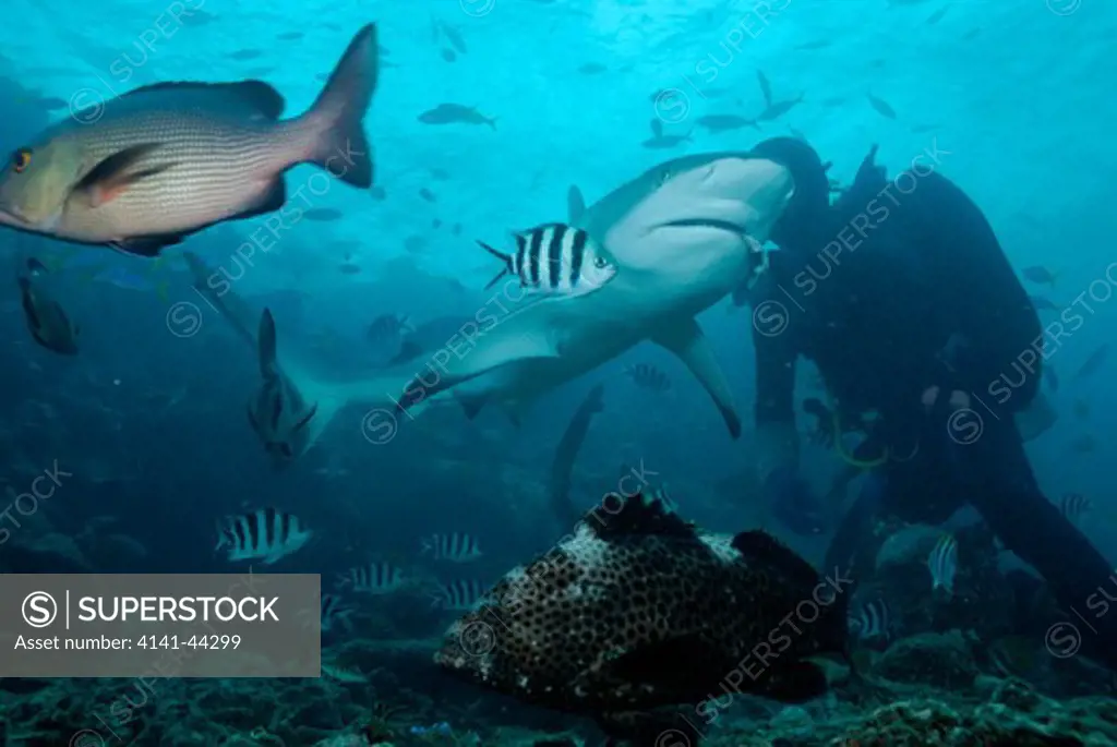 scuba diver feeding gray reef sharks carcharhinus amblyrhynchos. shark reef, beqa lagoon. fiji, south pacific ocean. september 2009 date: 04.09.2009 ref: 