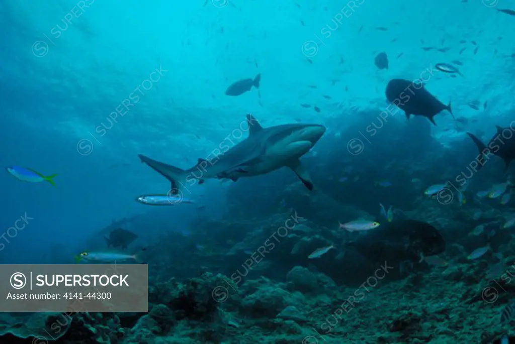 gray reef shark carcharhinus amblyrhynchos patrolling coral reef. shark reef, beqa lagoon. fiji, south pacific ocean. september 2009 date: 04.09.2009 ref: 