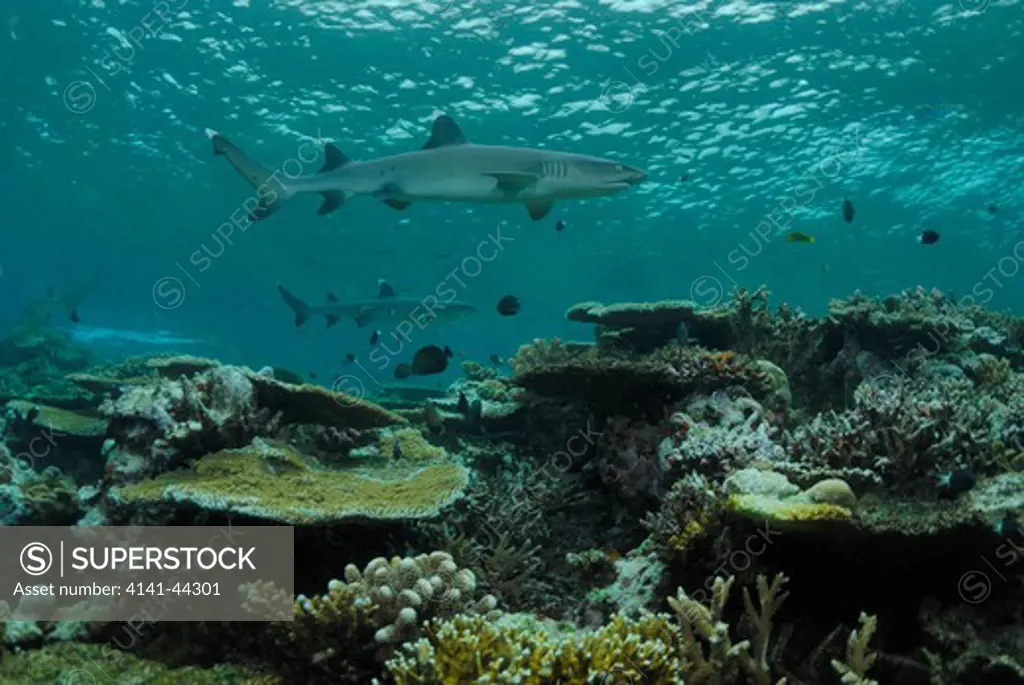 whitetip reef sharks triaenodon obesus on top of coral reef. shark reef, beqa lagoon. fiji, south pacific ocean. september 2009 date: 30.08.2009 ref: 