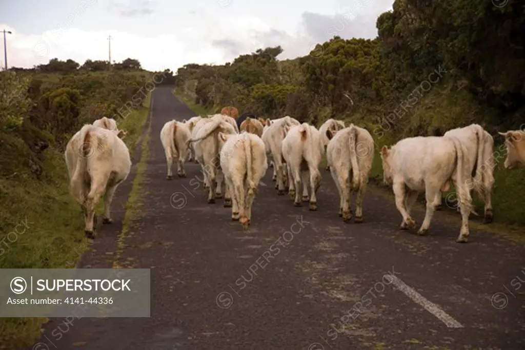 cattle being moved along main road pico, azores date: 15.10.2008 ref: zb869_126375_0021 compulsory credit: woodfall wild images/photoshot 