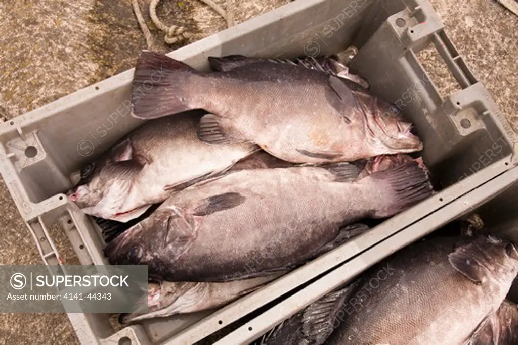 cherne or wreckfish (polyprion americanum) large specimens in fish box being landed lajes das flores, flores, azores date: 15.10.2008 ref: zb869_126375_0028 compulsory credit: woodfall wild images/photoshot 