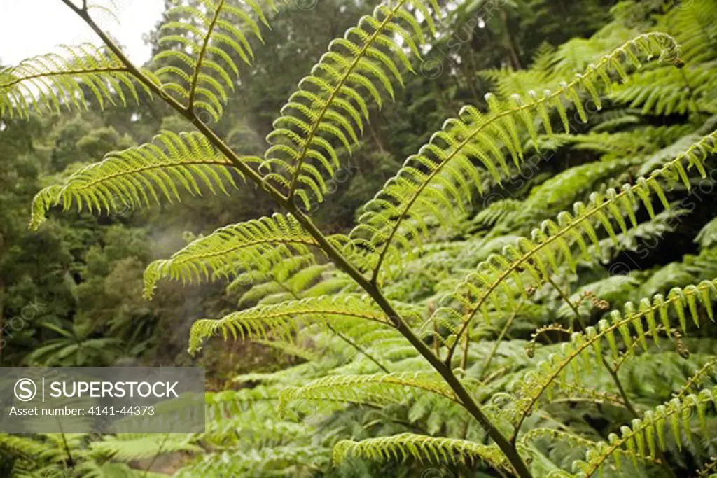 tree fern (sphaeropteris cooperi) underside of frond cladeira velha, san miguel, azores date: 15.10.2008 ref: zb869_126376_0013 compulsory credit: nhpa/photoshot 