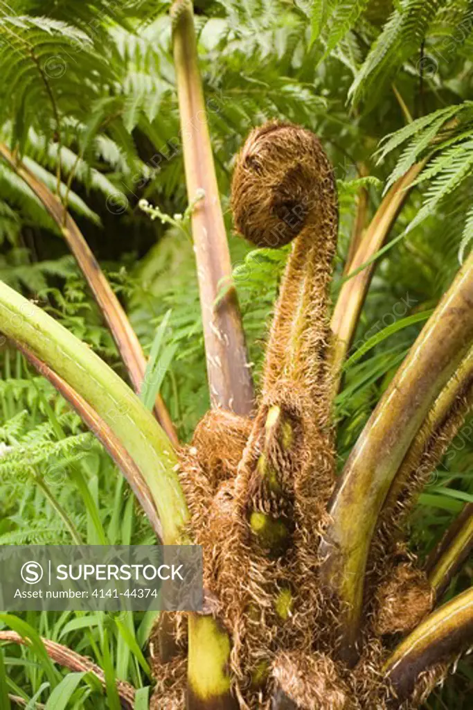 tree fern (sphaeropteris cooperi) crozier of frond unfolding cladeira velha, san miguel, azores date: 15.10.2008 ref: zb869_126376_0014 compulsory credit: nhpa/photoshot 