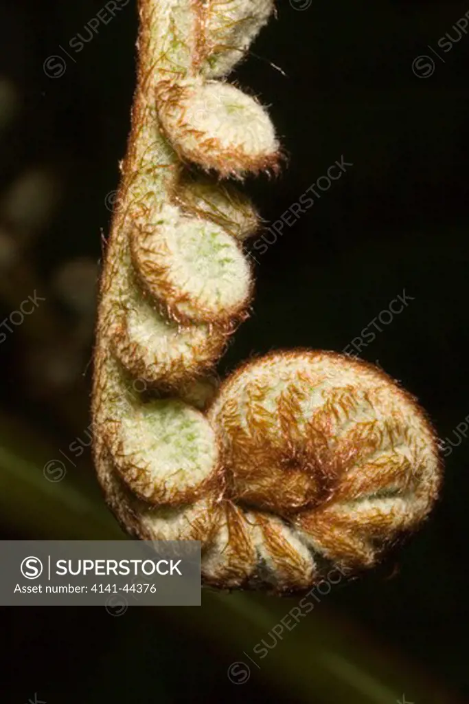 tree fern (sphaeropteris cooperi) crozier unfolding showing curled up branches of frond cladeira velha, san miguel, azores date: 15.10.2008 ref: zb869_126376_0016 compulsory credit: nhpa/photoshot 