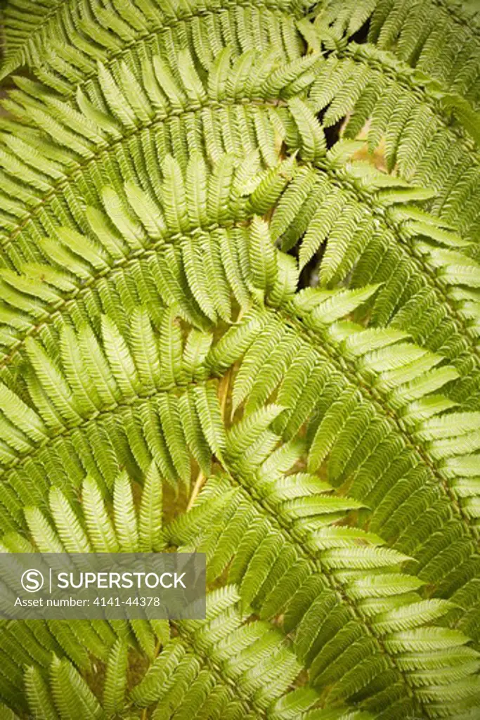 palm close up view of leaf, terra nostra gardens furnas, azores date: 15.10.2008 ref: zb869_126376_0018 compulsory credit: nhpa/photoshot 