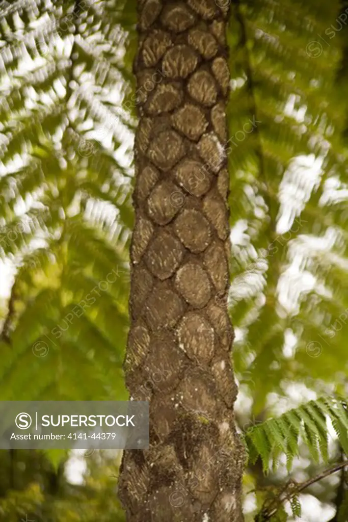 palm - detail of trunk showing diamond pattern from old leaf bases that have become detached, terra nostra gardens furnas, azores date: 15.10.2008 ref: zb869_126376_0019 compulsory credit: nhpa/photoshot 