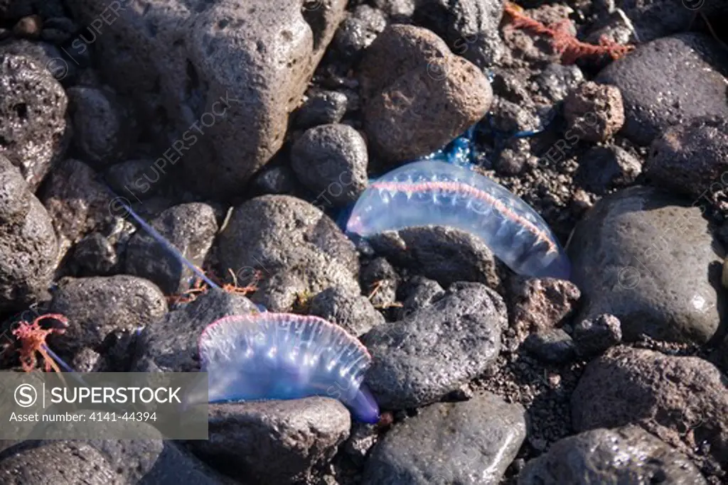 portuguese man o war (physalia physalis) group stranded on the beach by the tide, pico, azores date: 15.10.2008 ref: zb869_126376_0034 compulsory credit: nhpa/photoshot 