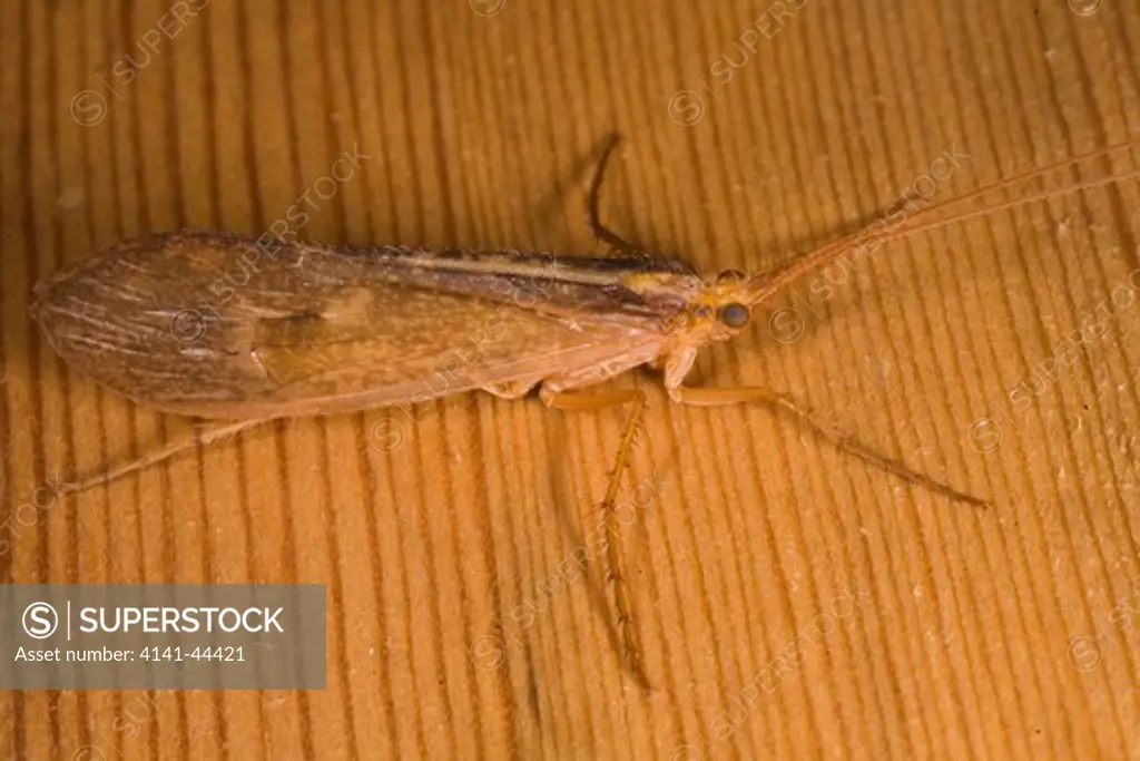 caddis fly (halesus radiatus) adult at rest on piece of wood, belstone, dartmoor, devon, 