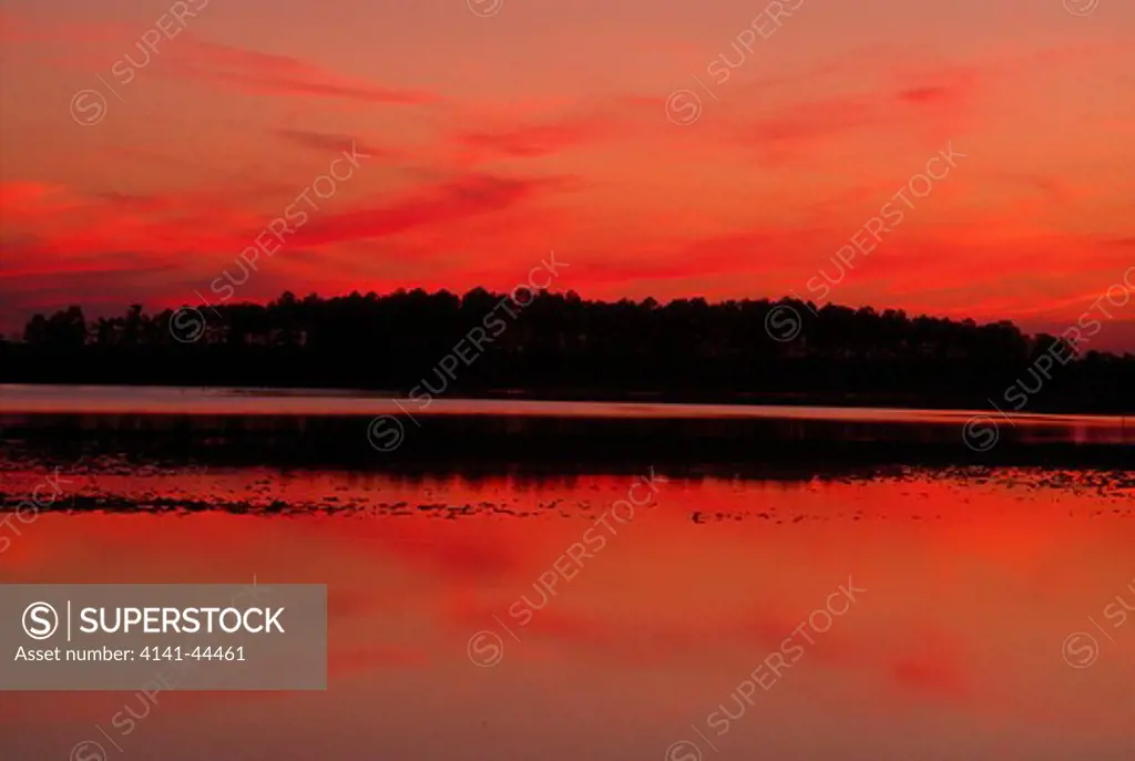 treeline sunset, blackwater national wildlife refuge, maryland. 