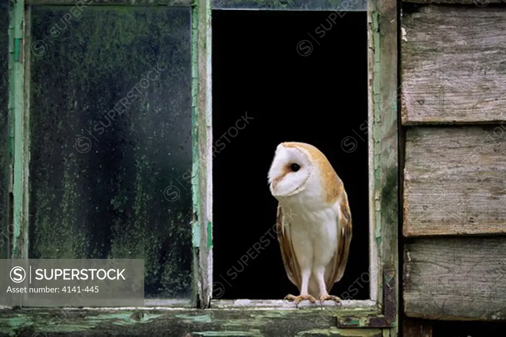 barn owl in nest window tyto alba uk.