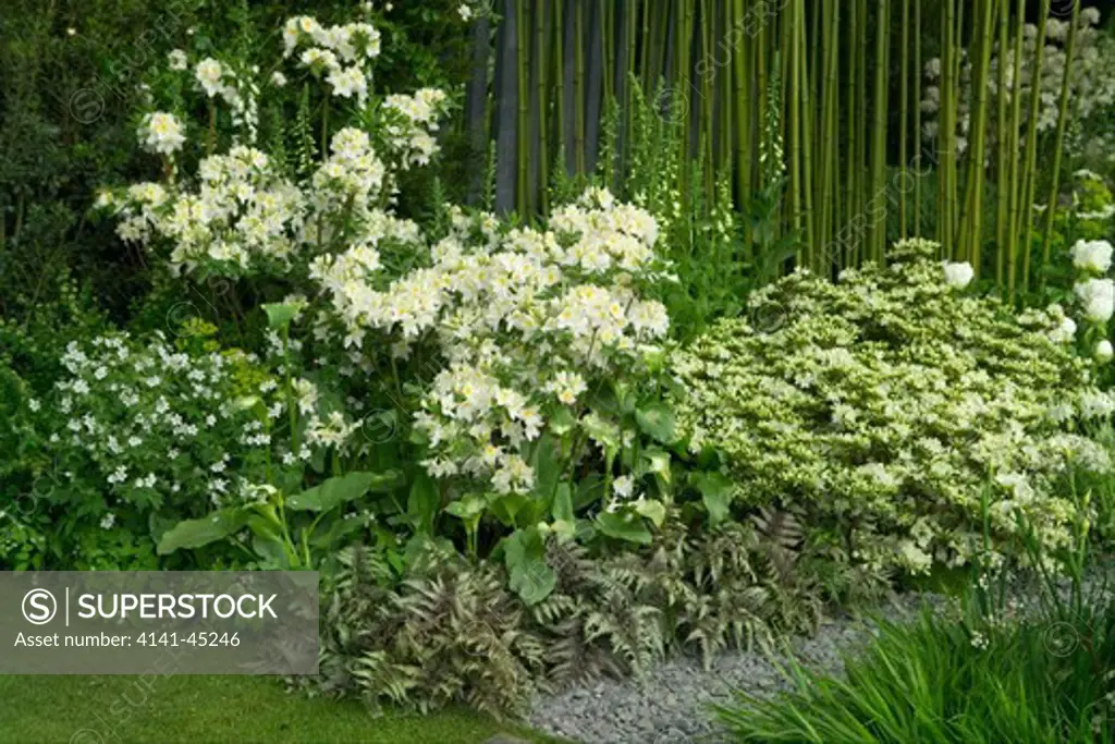 a white colour themed border backed by bamboo at the 2008 chelsea rhs show, london, uk. date: 10.10.2008 ref: zb898_121950_0036 compulsory credit: photos horticultural/photoshot 