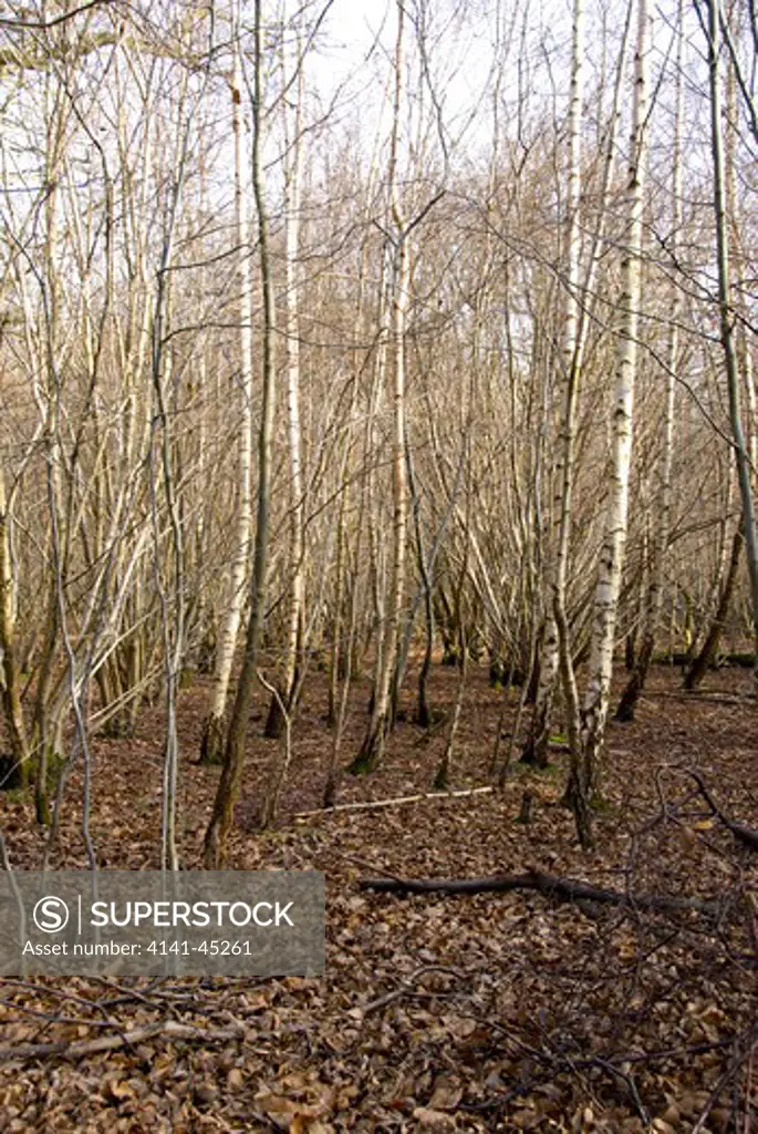 silver birch coppice (betula pendula), hatfield forest essex date: 15.12.2008 ref: zb898_126315_0009 compulsory credit: nhpa/photoshot 