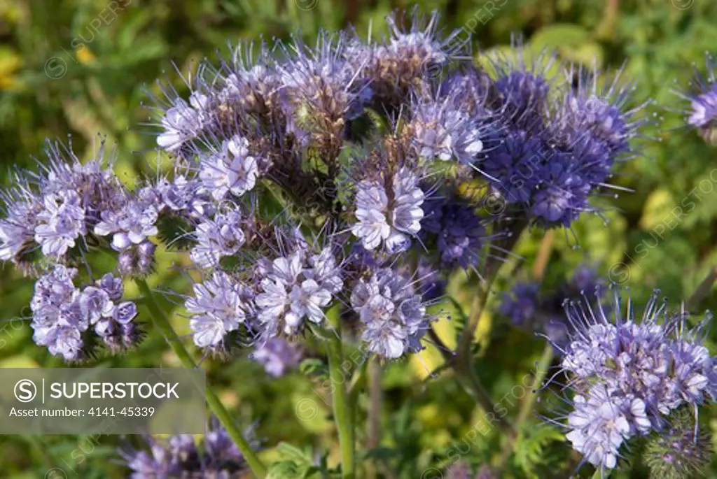 phacelia, used in agriculture as a 'green manure' and ploughed in at springtime (wantisden hall farms, butley, suffolk) date: 17.11.2008 ref: zb899_124609_0006 compulsory credit: nhpa/photoshot 