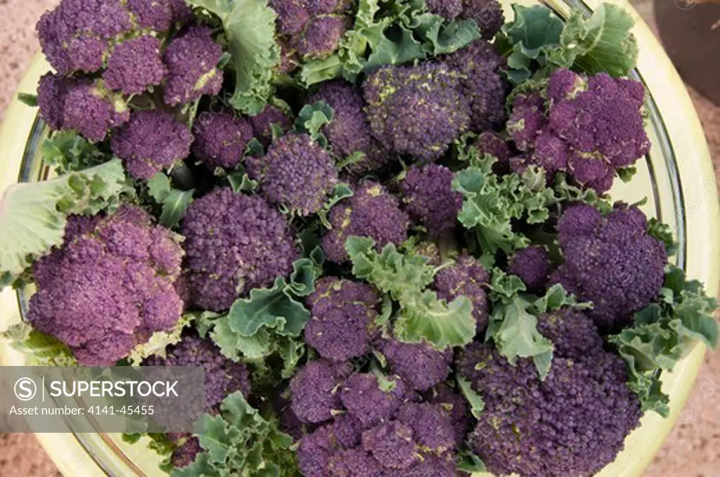 purple sprouting broccoli brassica oleracea cv. harvested crop in bowl date: 31.07.2008 ref: zb907_117473_0004 compulsory credit: michael warren/photos horticultural/photoshot 