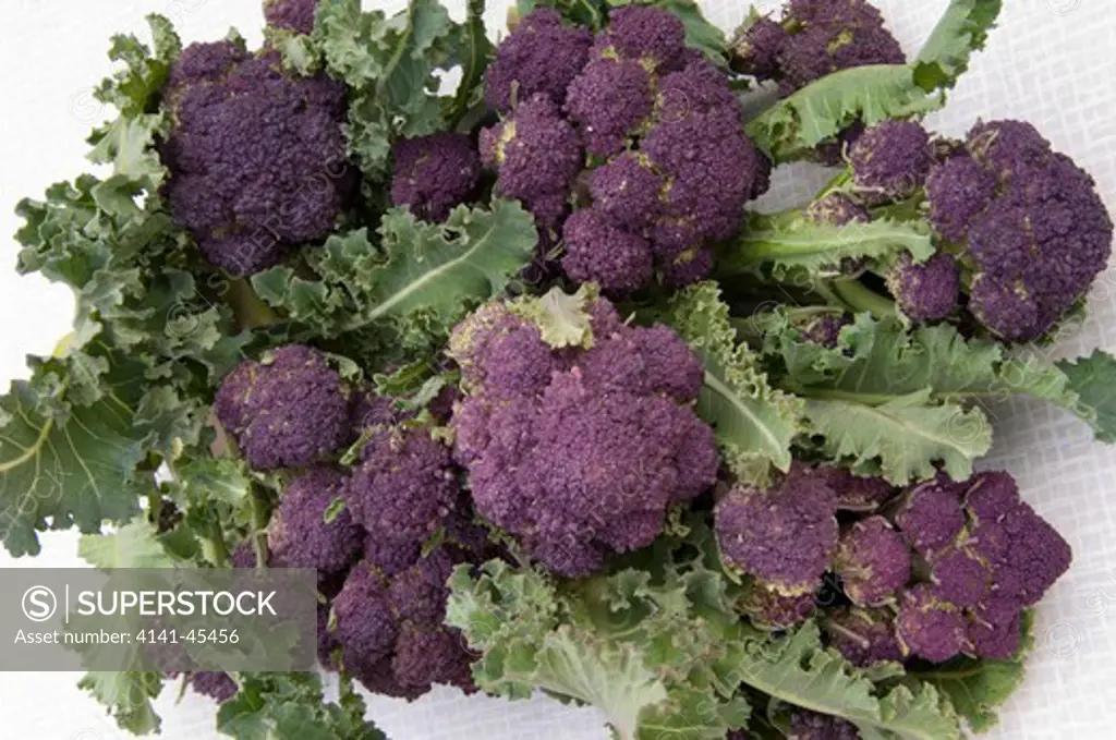 purple sprouting broccoli brassica oleracea cv. harvested crop in bowl date: 31.07.2008 ref: zb907_117473_0005 compulsory credit: michael warren/photos horticultural/photoshot 