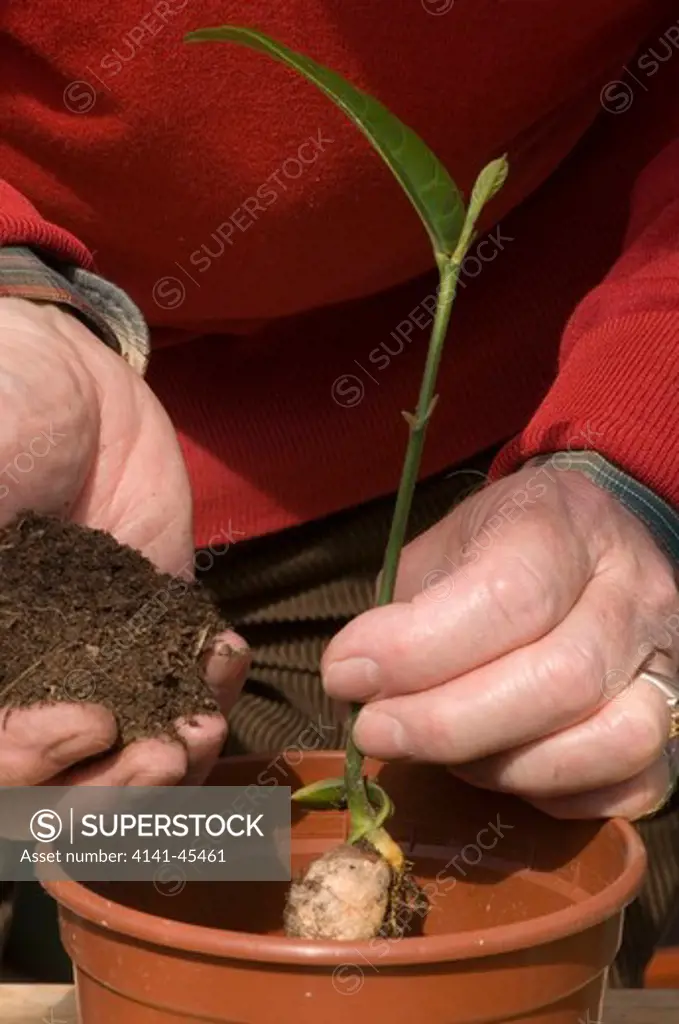 artocarpus heterophyllus jackfruit seedling being potted on using hands to add compost to pot. date: 31.07.2008 ref: zb907_117473_0010 compulsory credit: michael warren/photos horticultural/photoshot 
