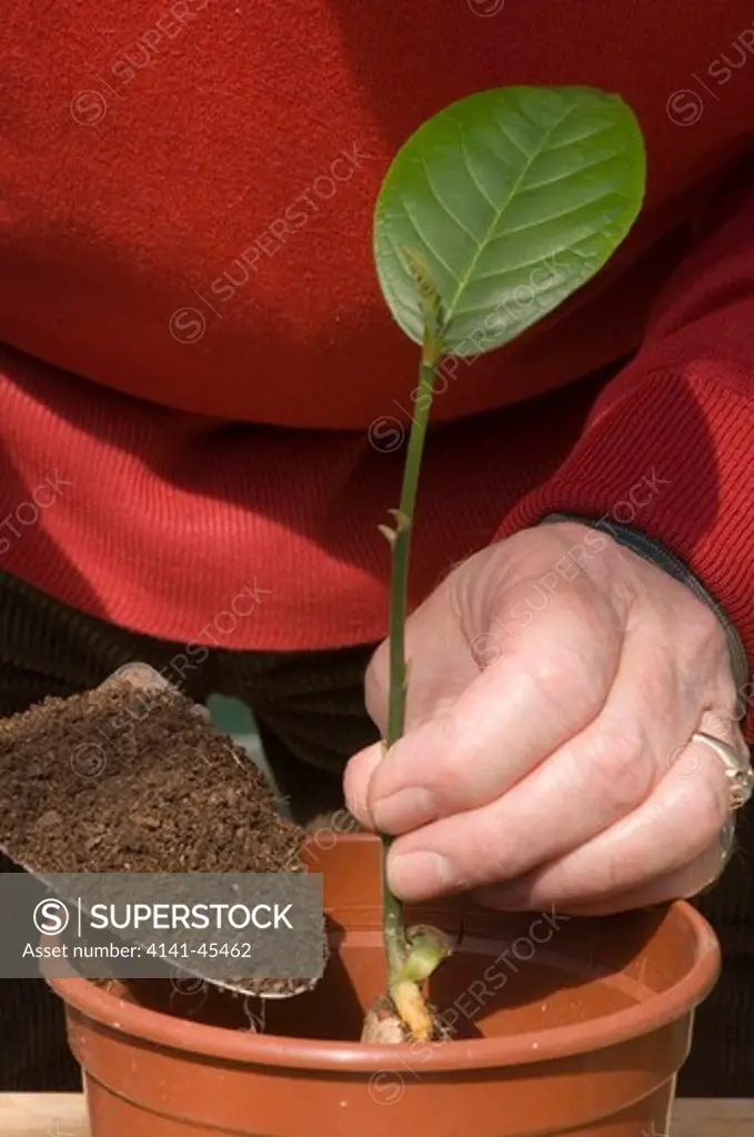 artocarpus heterophyllus jackfruit seedling being potted on using trowel to add compost to pot. date: 31.07.2008 ref: zb907_117473_0011 compulsory credit: michael warren/photos horticultural/photoshot 