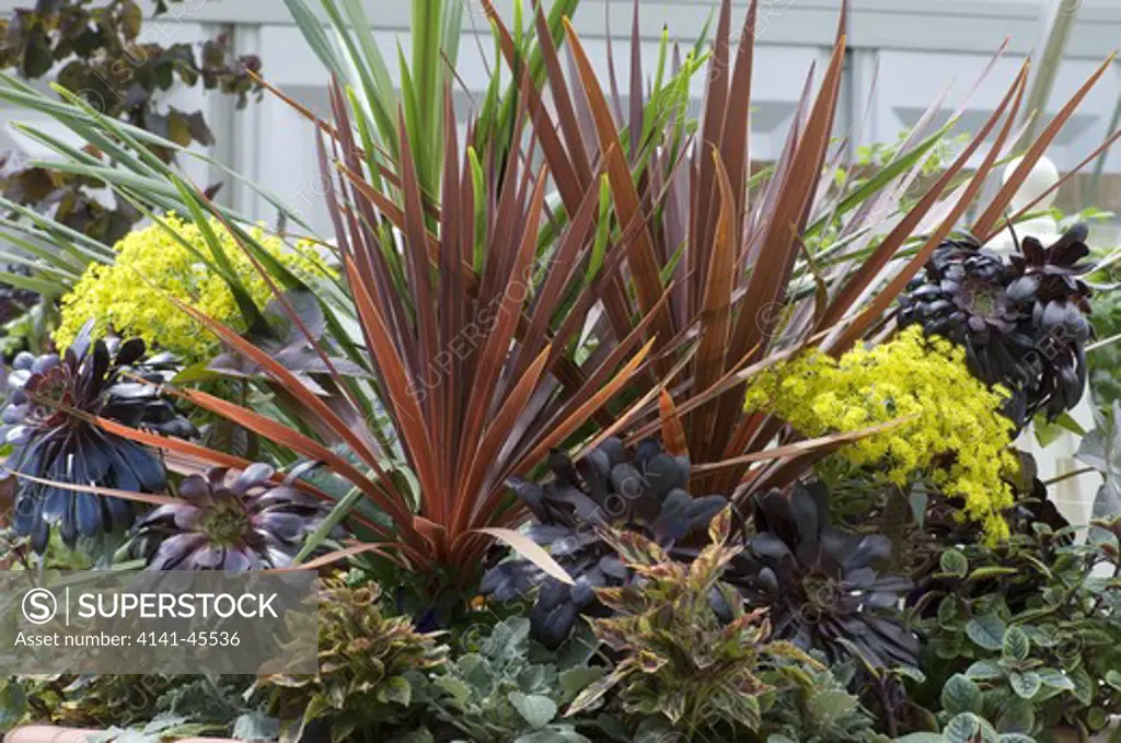 sub-tropical effect acheived with planting of cordyline, aeonium and coleus. date: 10.10.2008 ref: zb907_121952_0026 compulsory credit: photos horticultural/photoshot 