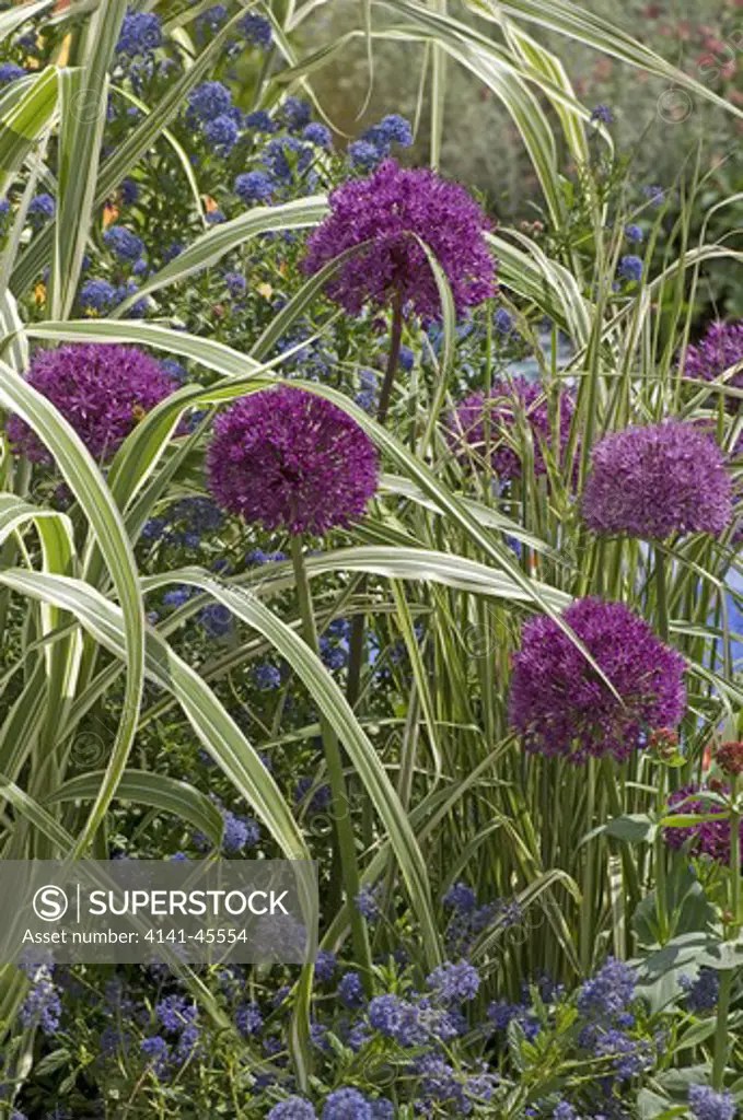 allium 'purple sensation' set off with miscanthus on display in the silver-gilt medal winning show garden from life to life, a garden for george exhibit designed by the material world charitable trust & olivia harrison, chelsea 2008. date: 10.10.2008 ref: zb907_121952_0044 compulsory credit: photos horticultural/photoshot 