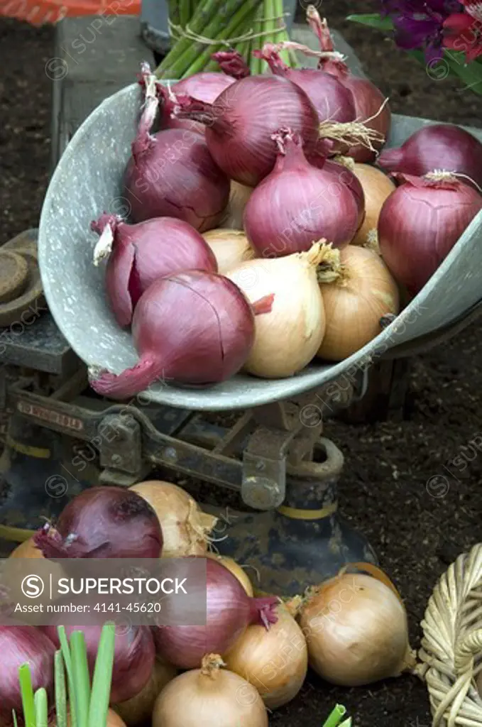 mix of red and white onions being weighed on scales. date: 10.10.2008 ref: zb907_121953_0044 compulsory credit: photos horticultural/photoshot 