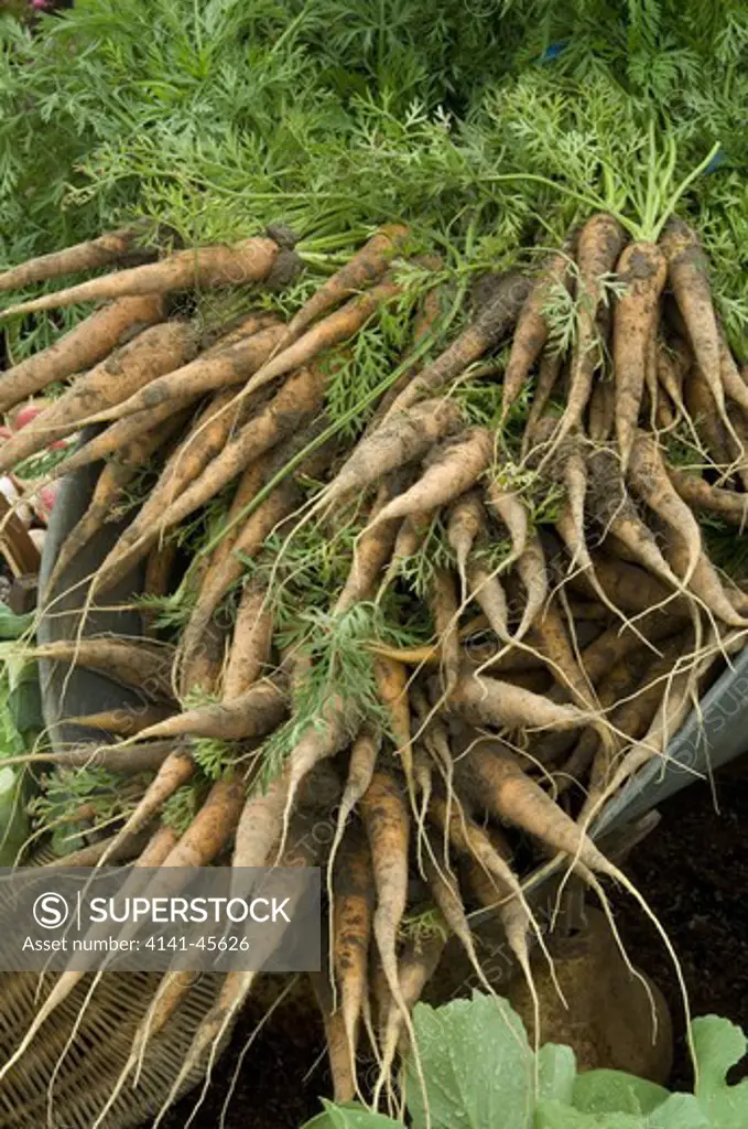 carrots bunched as lifted with dirt on. date: 10.10.2008 ref: zb907_121953_0050 compulsory credit: photos horticultural/photoshot 