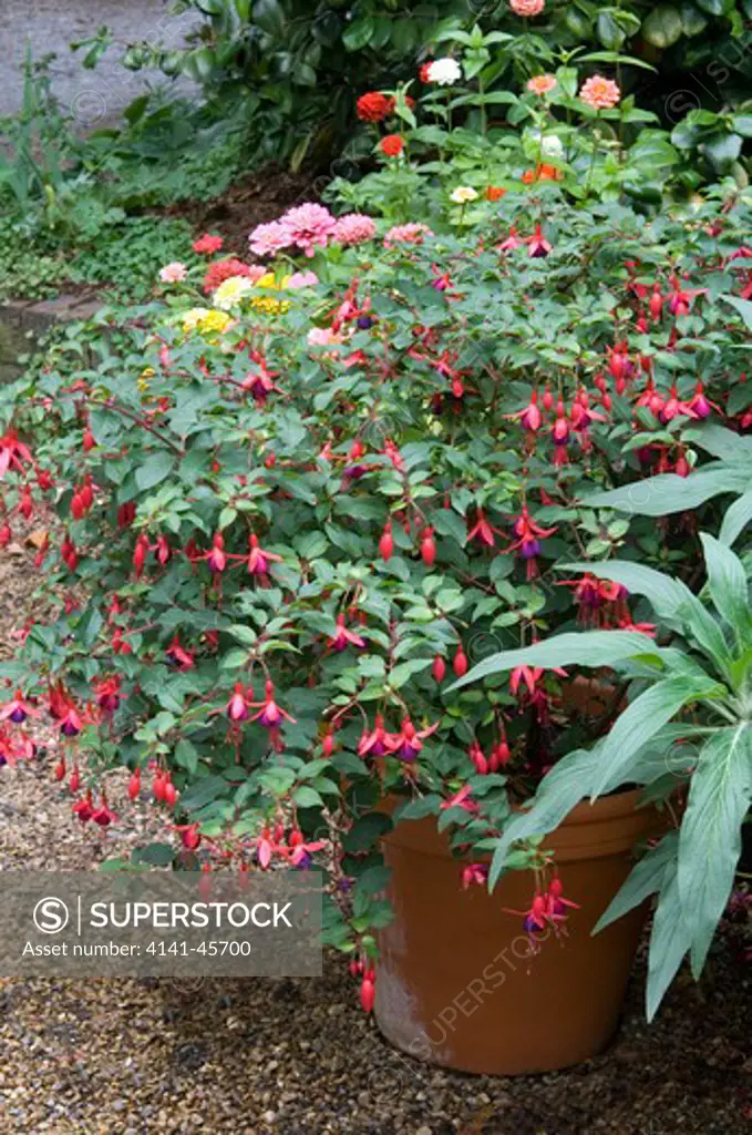 container planted with fuchsia 'mrs. popple'. date: 06.11.2008 ref: zb907_123798_0028 compulsory credit: photos horticultural/photoshot 