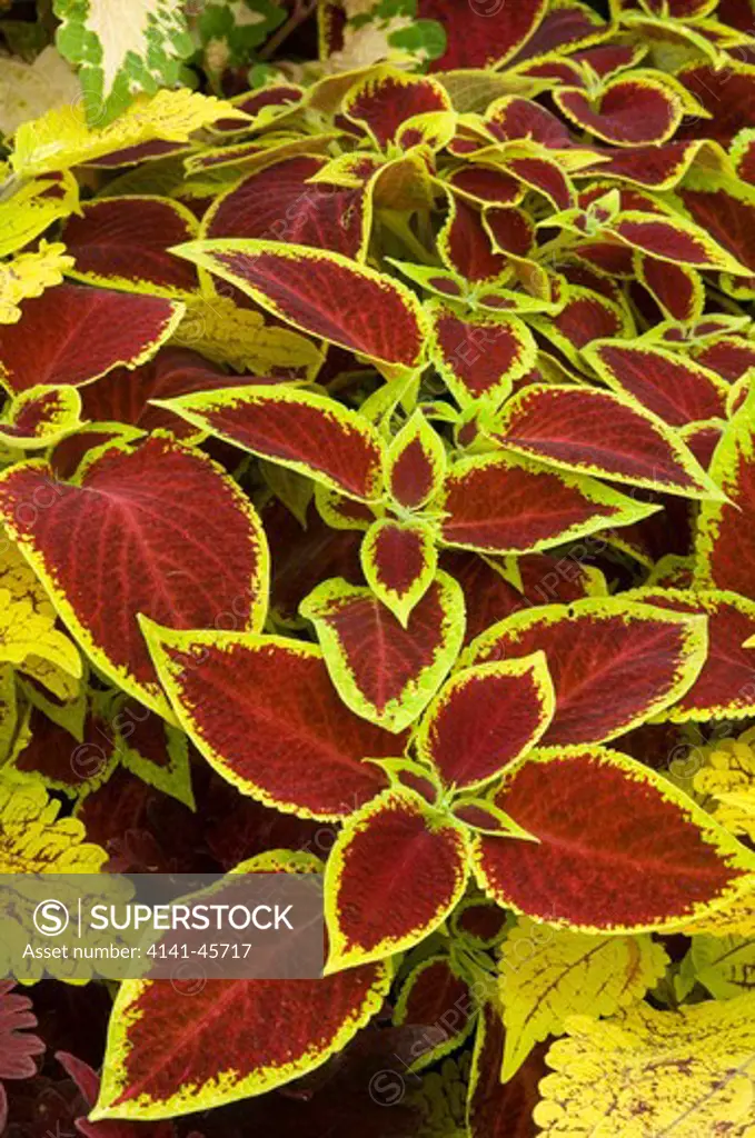 solenostemon 'wizard scarlet'. syn. coleus. date: 06.11.2008 ref: zb907_123798_0045 compulsory credit: photos horticultural/photoshot 