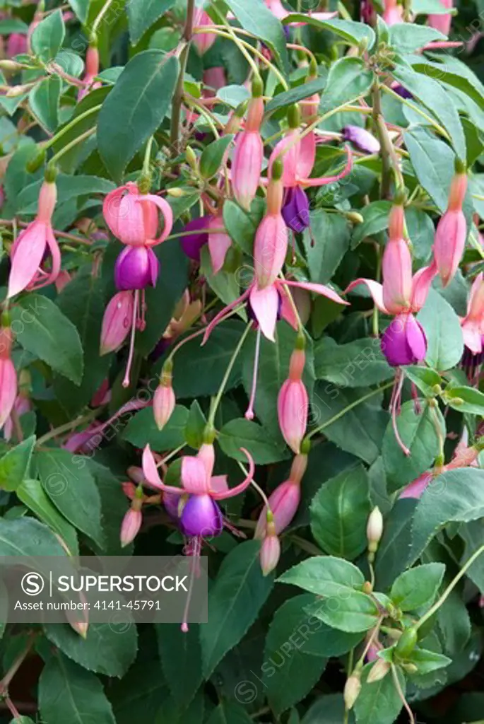 fuchsia 'chillerton beauty' date: 18.12.2008 ref: zb907_126506_0001 compulsory credit: photos horticultural/photoshot 