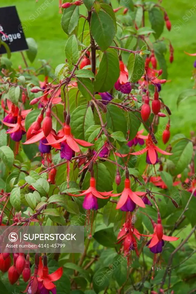 fuchsia 'infant prodigy'. date: 18.12.2008 ref: zb907_126506_0009 compulsory credit: photos horticultural/photoshot 