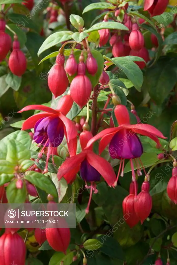 fuchsia 'herald'. date: 18.12.2008 ref: zb907_126506_0011 compulsory credit: photos horticultural/photoshot 