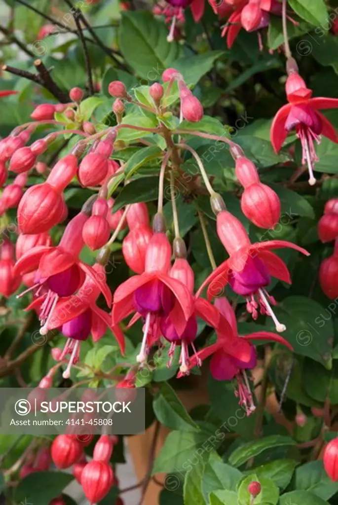 fuchsia 'phyllis'. date: 18.12.2008 ref: zb907_126506_0018 compulsory credit: photos horticultural/photoshot 