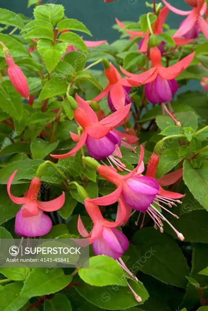 fuchsia 'mr a.hugget'. date: 18.12.2008 ref: zb907_126506_0051 compulsory credit: photos horticultural/photoshot 