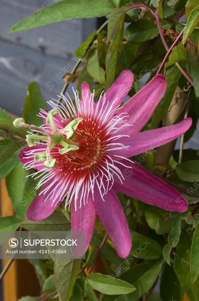 passiflora 'anastasia'. date: 18.12.2008 ref: zb907_126506_0074 compulsory credit: photos horticultural/photoshot 