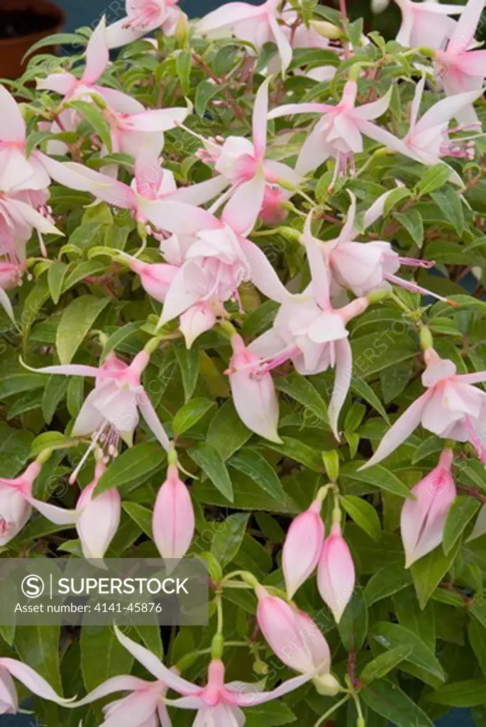 fuchsia 'katy reynolds'. date: 19.12.2008 ref: zb907_126546_0003 compulsory credit: photos horticultural/photoshot 