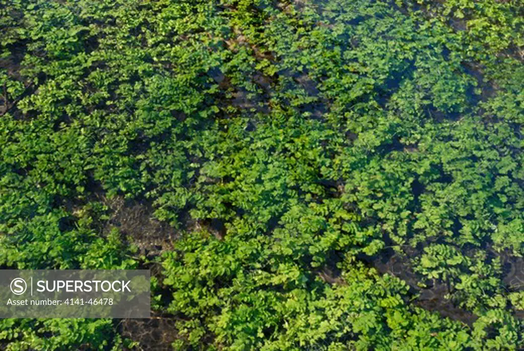 watercress (rorippa nasturtium-aquaticum) growing in a woodland stream. date: 31.07.2008 ref: zb910_117459_0008 compulsory credit: david potter/photos horticultural/photoshot 