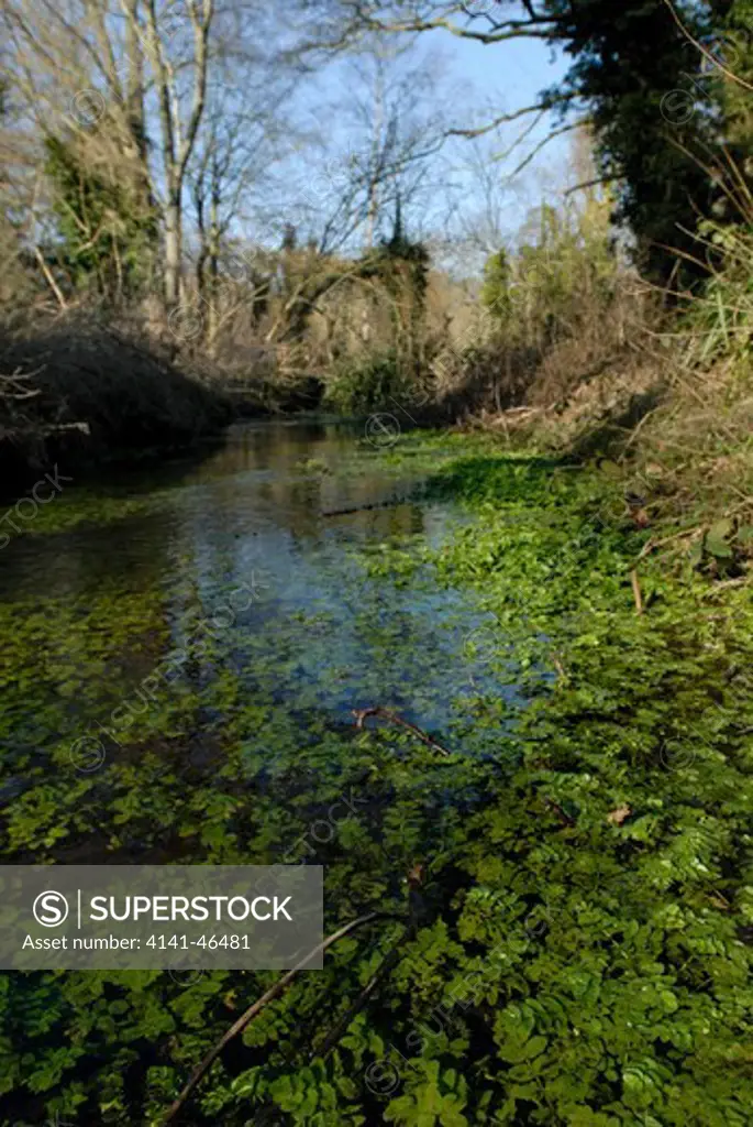 watercress (rorippa nasturtium-aquaticum) growing in a woodland stream. date: 31.07.2008 ref: zb910_117459_0011 compulsory credit: david potter/photos horticultural/photoshot 