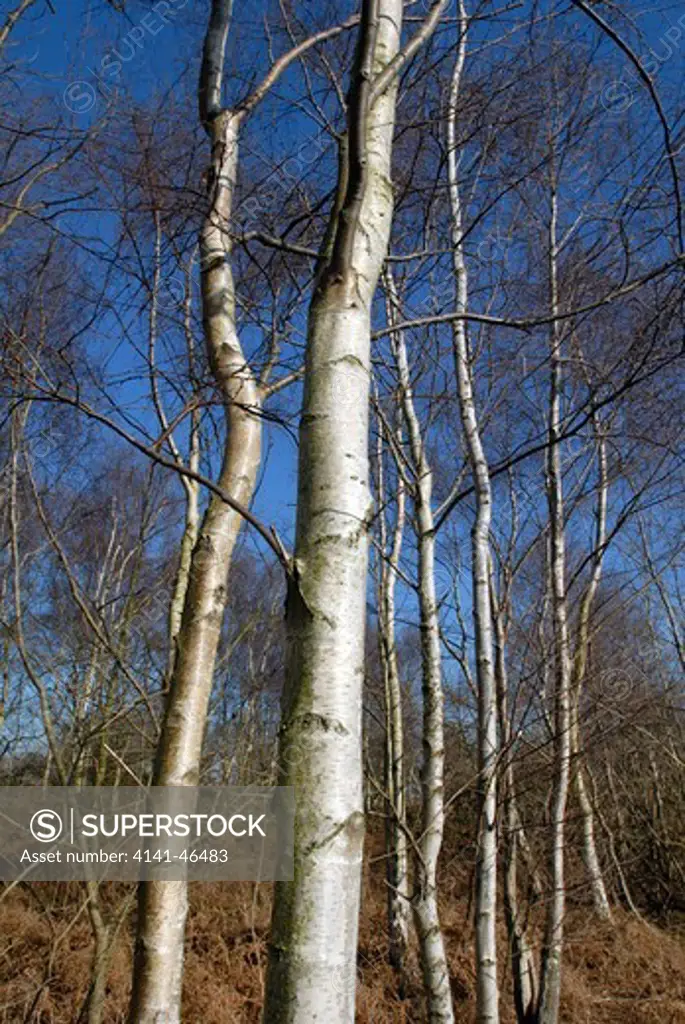 silver birches (betula pendula) leafless in winter. date: 31.07.2008 ref: zb910_117459_0013 compulsory credit: david potter/photos horticultural/photoshot 