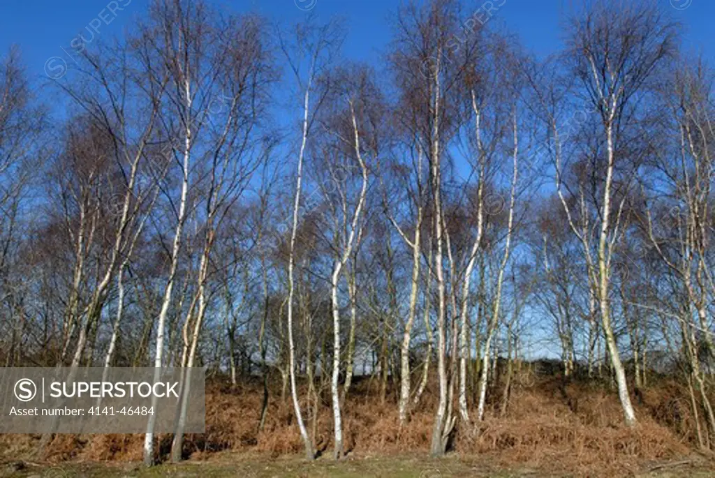 silver birches (betula pendula) leafless in winter. date: 31.07.2008 ref: zb910_117459_0014 compulsory credit: david potter/photos horticultural/photoshot 