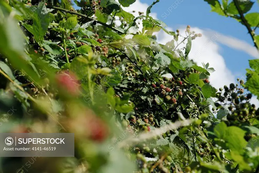 unripened rubus fruticosus blackberries date: 31.07.2008 ref: zb910_117459_0049 compulsory credit: david potter/photos horticultural/photoshot 