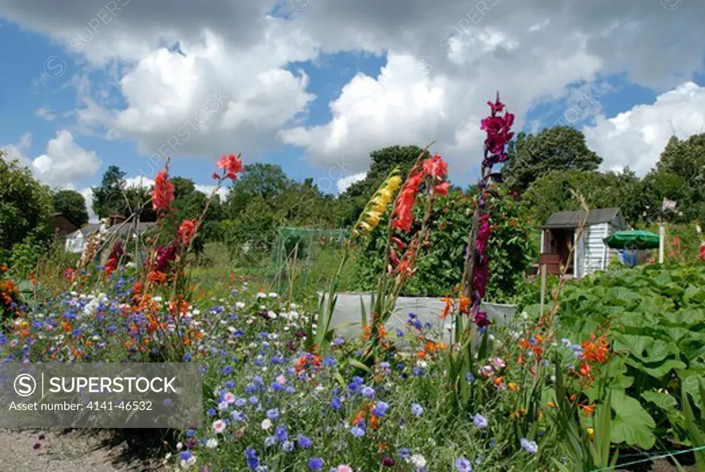 various gladioli, crocosmia and centaurea cyanus bordering an allotment. flowers help to attract pollinating insects. date: 31.07.2008 ref: zb910_117459_0062 compulsory credit: david potter/photos horticultural/photoshot 