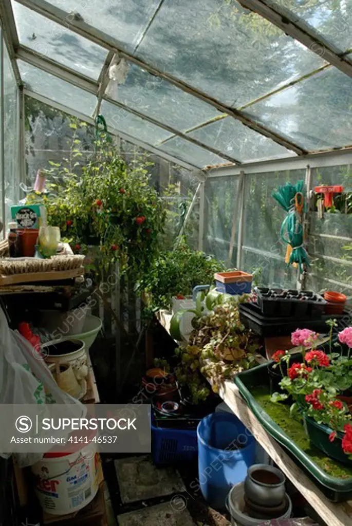 greenhouse with tumbler tomato in hanging basket and lots of trays, pots and equipment. date: 31.07.2008 ref: zb910_117459_0067 compulsory credit: david potter/photos horticultural/photoshot 