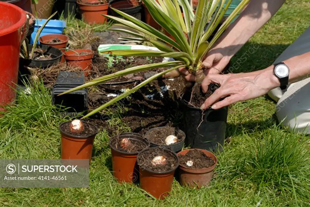 replanting bulbs after propagating a yucca plant date: 05.11.2008 ref: zb910_123741_0008 compulsory credit: photos horticultural/photoshot 