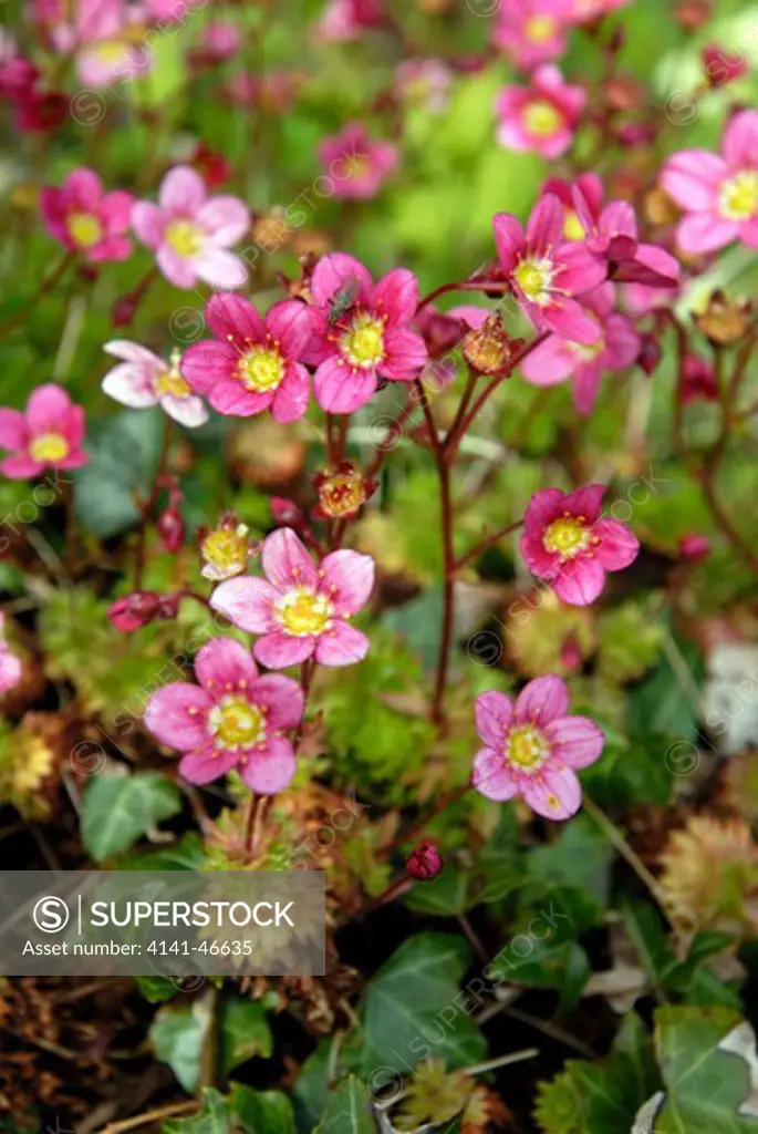 saxifraga pixie variety date: 05.11.2008 ref: zb910_123741_0082 compulsory credit: photos horticultural/photoshot 