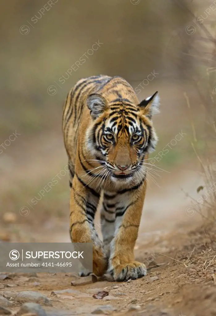 bengal tiger (panthera tigris) juvenile, ranthambhore national park rajasthan india 